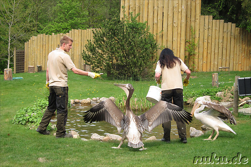 Wildpark Lueneburger Heide in Nindorf