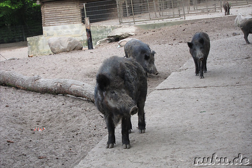 Wildpark Lueneburger Heide in Nindorf