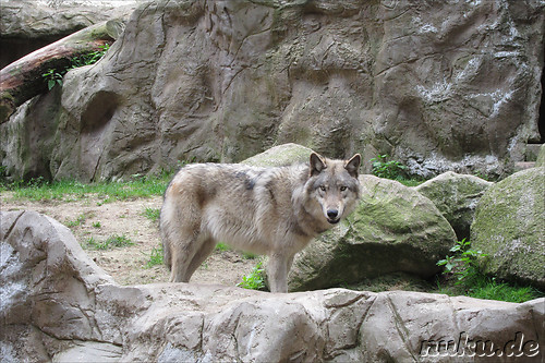 Wildpark Lueneburger Heide in Nindorf