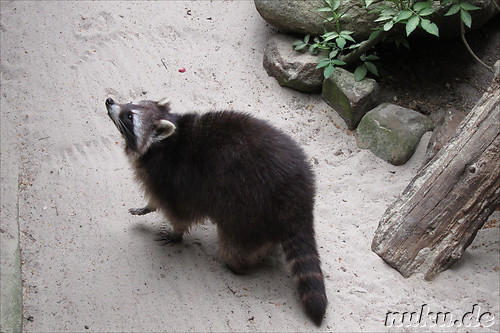 Wildpark Lueneburger Heide in Nindorf
