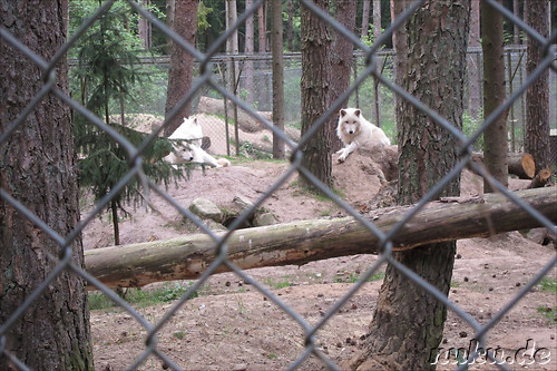 Wildpark Lueneburger Heide in Nindorf