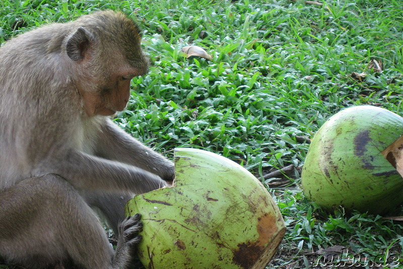 Affe mit Kokosnuss
