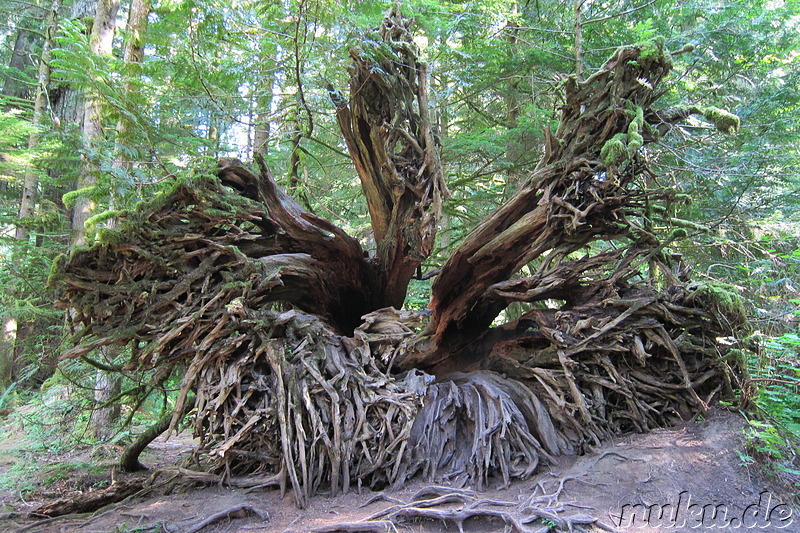 Am Cameron Lake im MacMillan Provincial Park auf Vancouver Island, Kanada