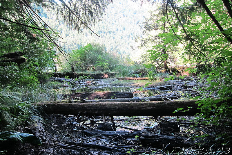 Am Cameron Lake im MacMillan Provincial Park auf Vancouver Island, Kanada