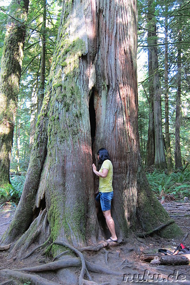 Am Cameron Lake im MacMillan Provincial Park auf Vancouver Island, Kanada