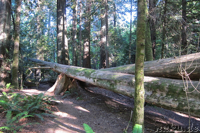 Am Cameron Lake im MacMillan Provincial Park auf Vancouver Island, Kanada