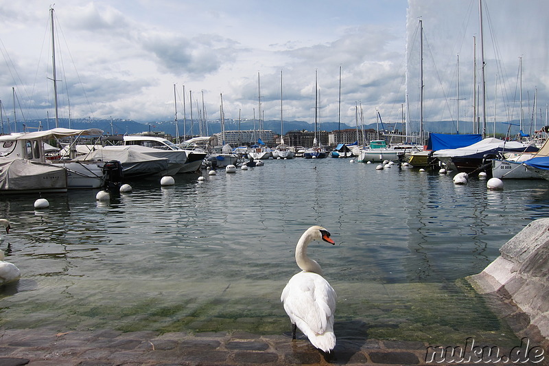 Am Genfersee in Genf, Nürnberg