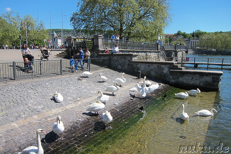 Am Zürichsee in Zürich, Schweiz