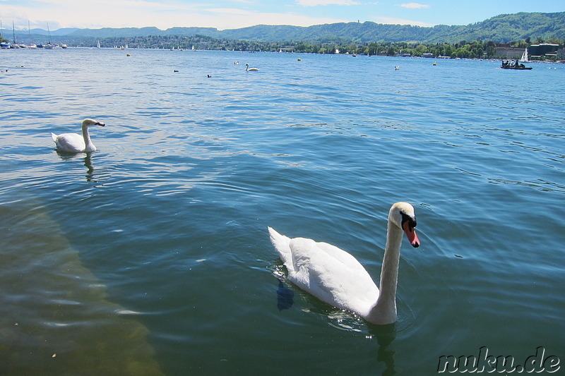 Am Zürichsee in Zürich, Schweiz