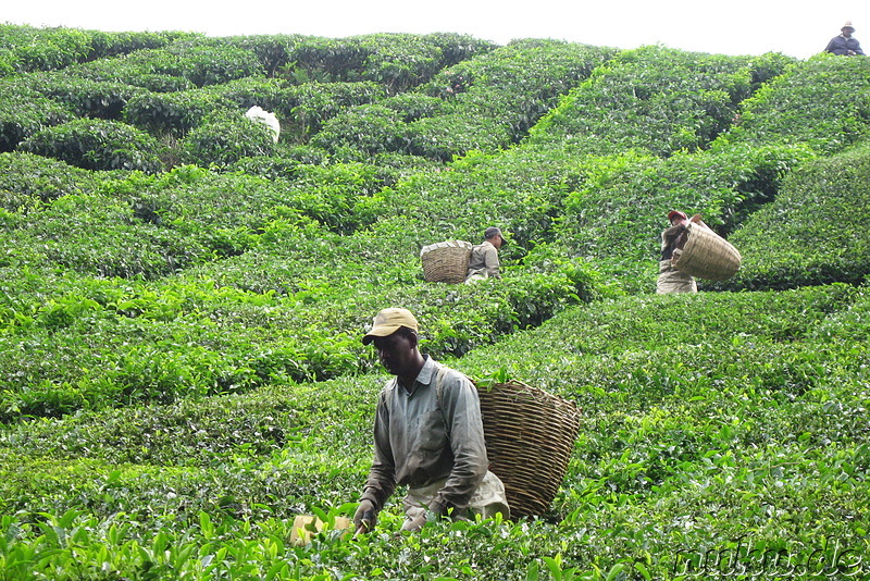 Arbeiter auf der BOH-Teeplantage