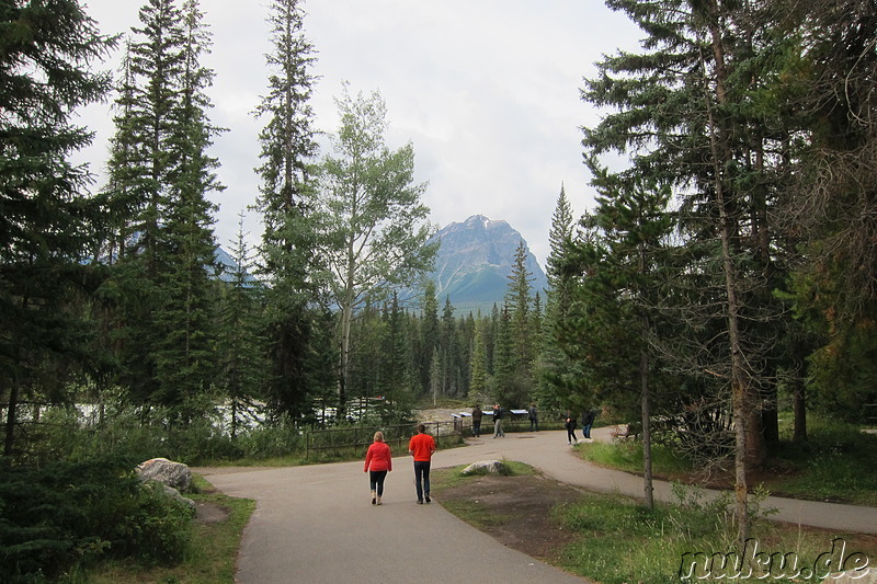 Athabasca Falls - Wasserfall im Jasper National Park, Kanada