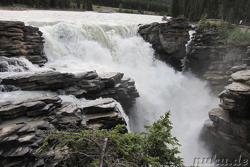 Athabasca Falls - Wasserfall im Jasper National Park, Kanada