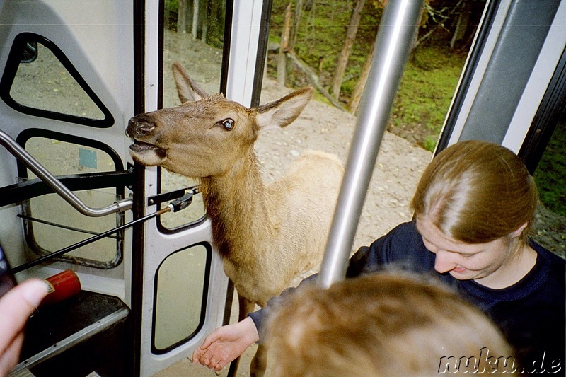 Auf Safari im Parc Omega - Tierpark in Quebec, Kanada