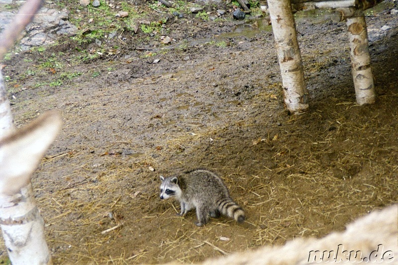 Auf Safari im Parc Omega - Tierpark in Quebec, Kanada