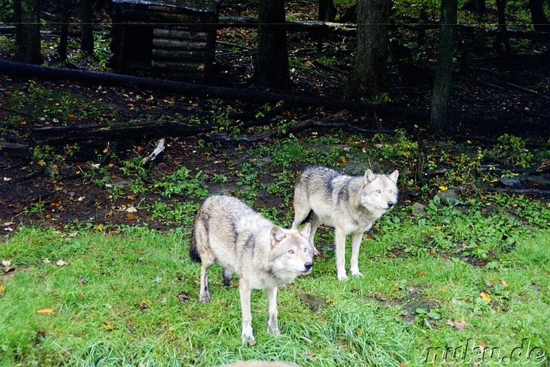 Auf Safari im Parc Omega - Tierpark in Quebec, Kanada