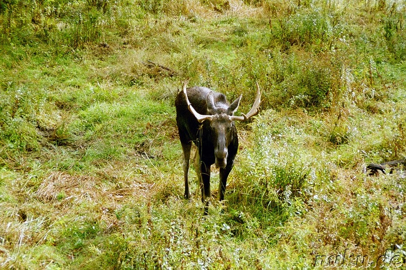 Auf Safari im Parc Omega - Tierpark in Quebec, Kanada