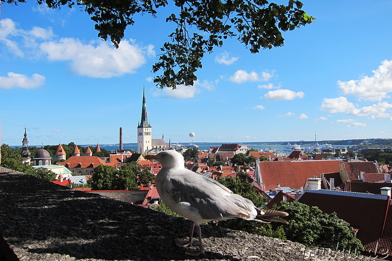 Ausblick auf Tallinn, Estland