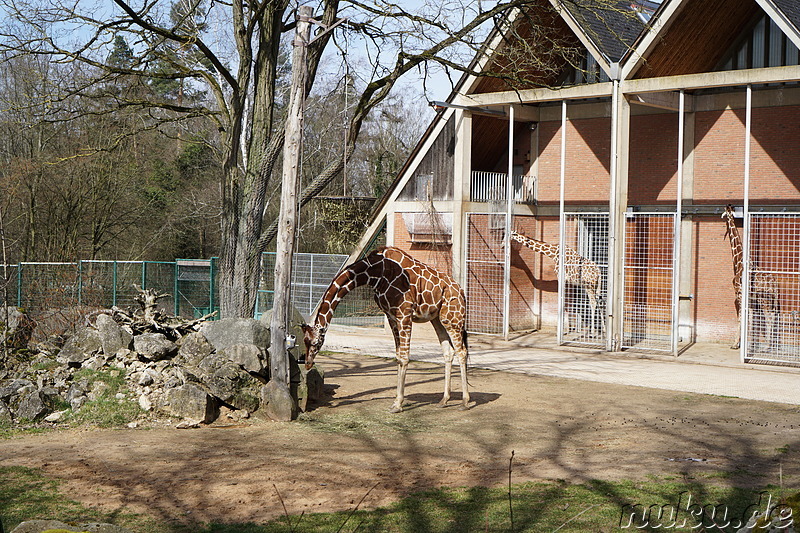 Besuch im Tiergarten Nürnberg im April 2018