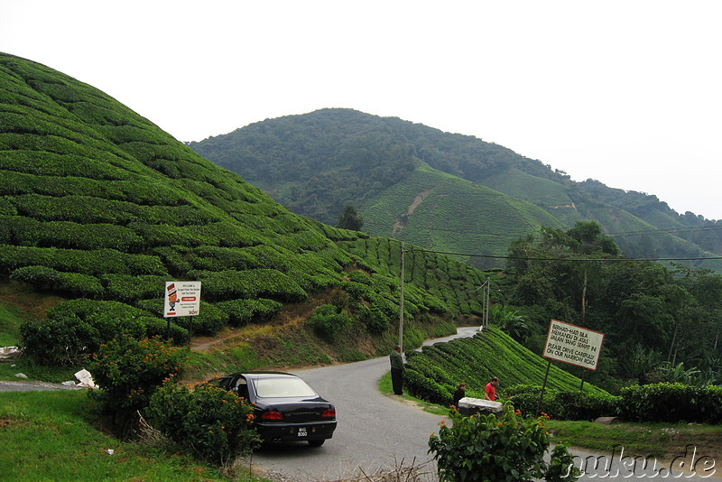 BOH-Teeplantage in den Cameron Highlands, Malaysia