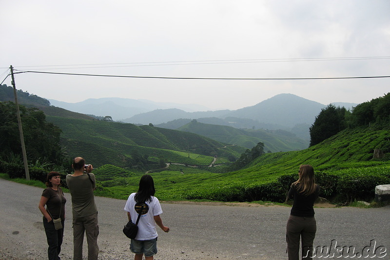 BOH-Teeplantage in den Cameron Highlands, Malaysia