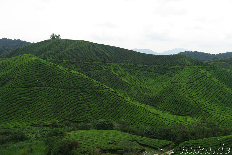 BOH-Teeplantage in den Cameron Highlands, Malaysia