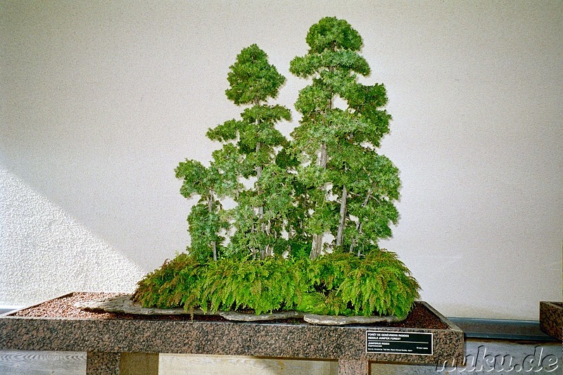 Bonzai Baum im Botanischen Garten von Montreal, Kanada