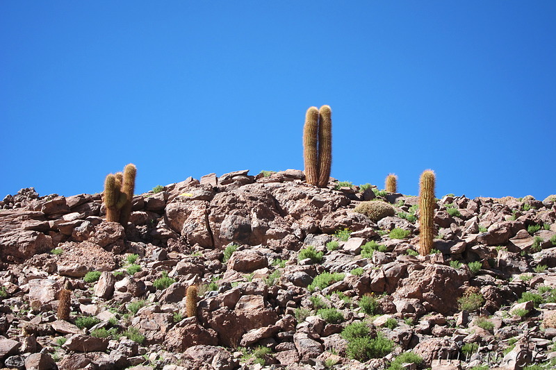 Cactus Valley in der Atacamawüste, Chile
