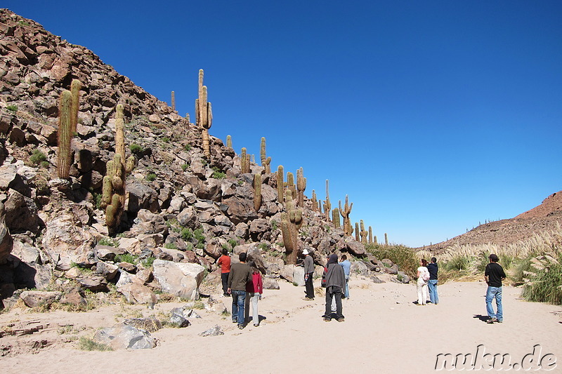 Cactus Valley in der Atacamawüste, Chile