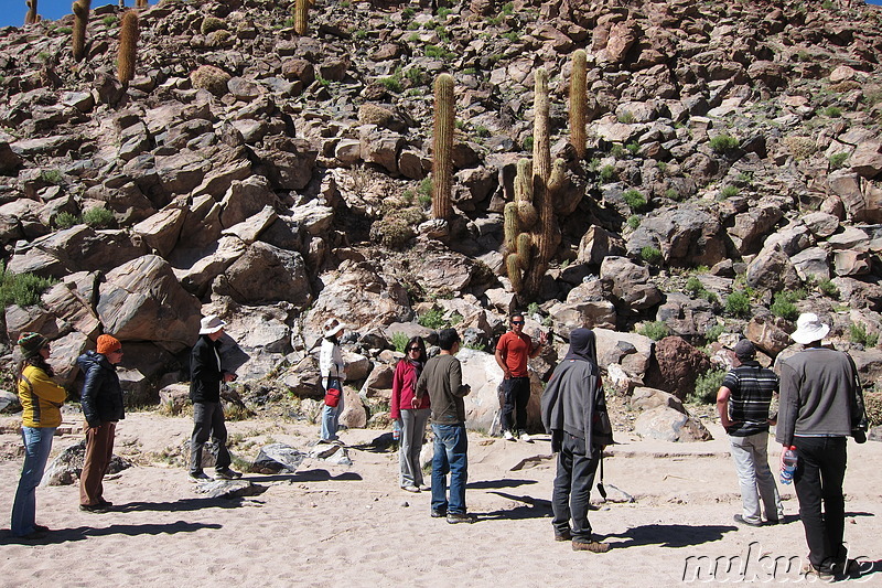 Cactus Valley in der Atacamawüste, Chile