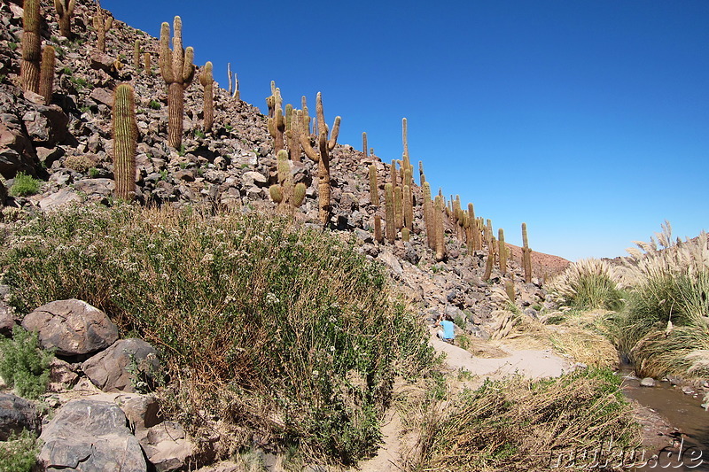 Cactus Valley in der Atacamawüste, Chile