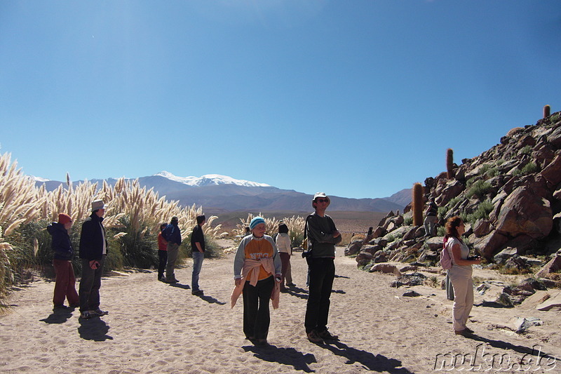 Cactus Valley in der Atacamawüste, Chile