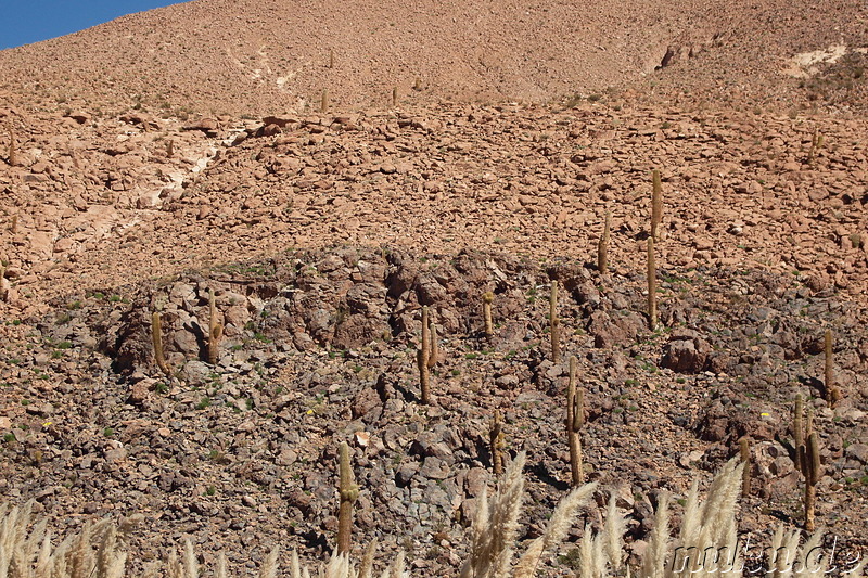 Cactus Valley in der Atacamawüste, Chile