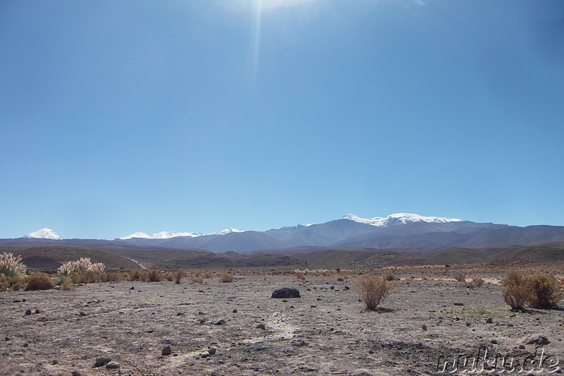 Cactus Valley in der Atacamawüste, Chile