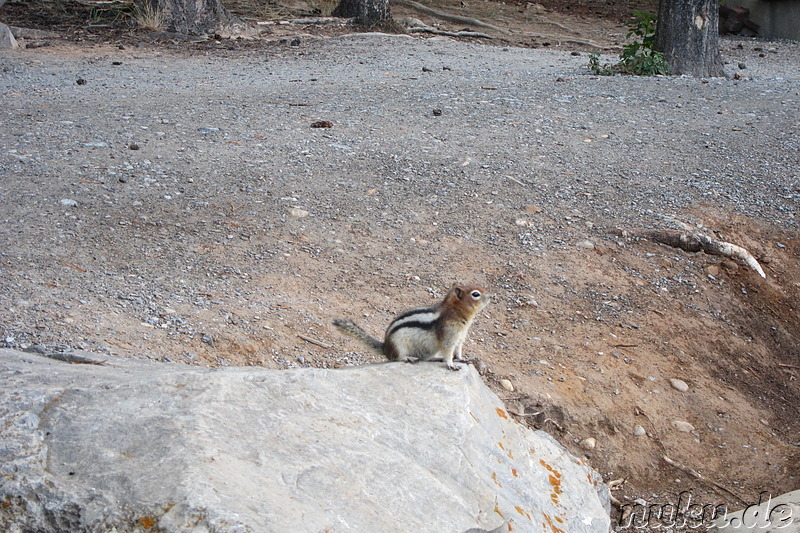 Chipmunk am Minnewanka Lake - See im Banff National Park in Alberta, Kanada