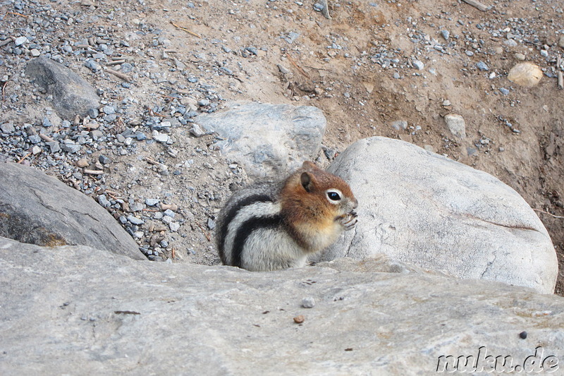 Chipmunk am Minnewanka Lake - See im Banff National Park in Alberta, Kanada