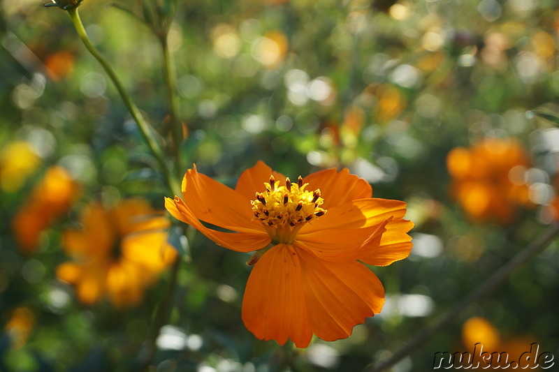 Cosmeablüte im Sangdong Lake Park in Bupyeong, Incheon, Korea