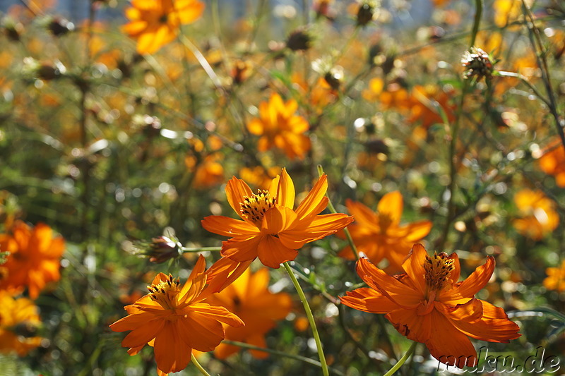 Cosmeablüte im Sangdong Lake Park in Bupyeong, Incheon, Korea