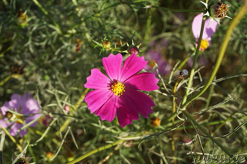 Cosmeablüte im Sangdong Lake Park in Bupyeong, Incheon, Korea