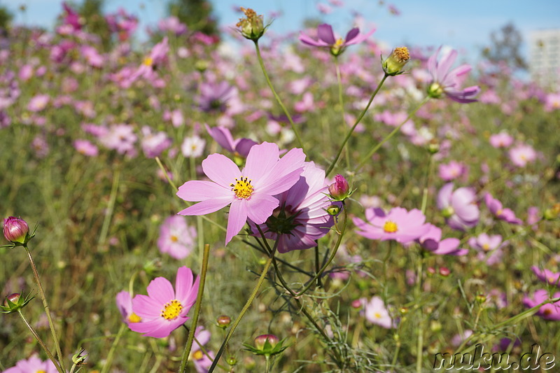 Cosmeablüte im Sangdong Lake Park in Bupyeong, Incheon, Korea