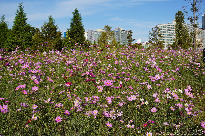 Cosmeablüte im Sangdong Lake Park in Bupyeong, Incheon, Korea