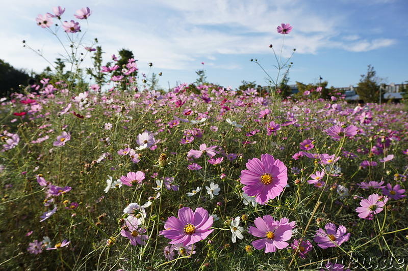 Cosmeablüte im Sangdong Lake Park in Bupyeong, Incheon, Korea