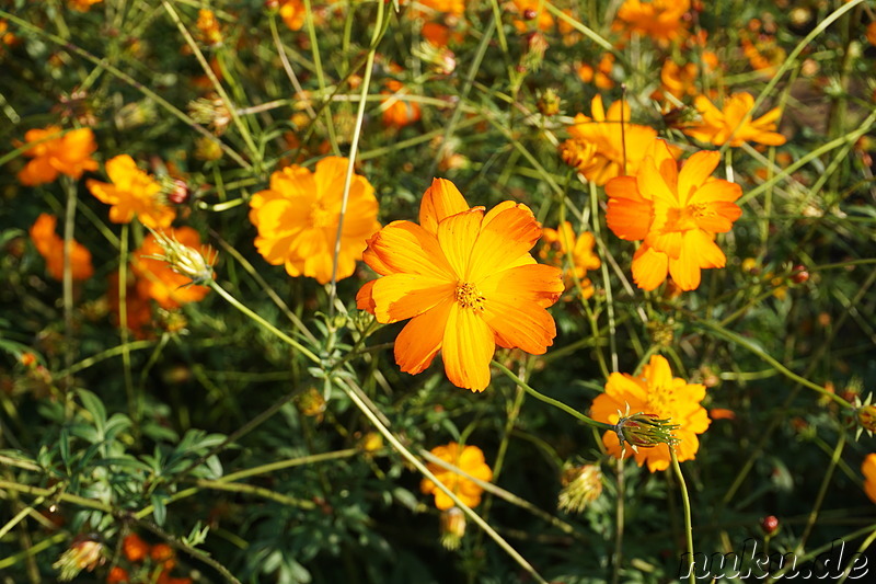 Cosmeablüte im Sangdong Lake Park in Bupyeong, Incheon, Korea