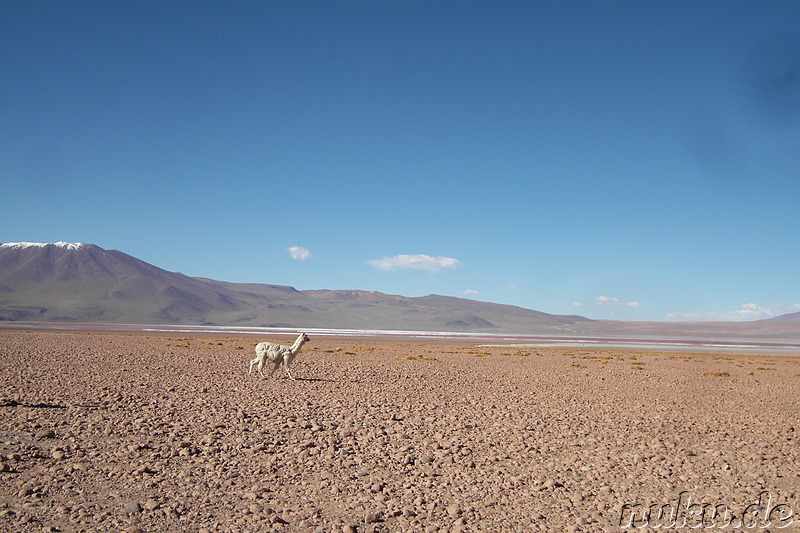 Die erste Nacht in der Wüste, Uyuni, Bolivien