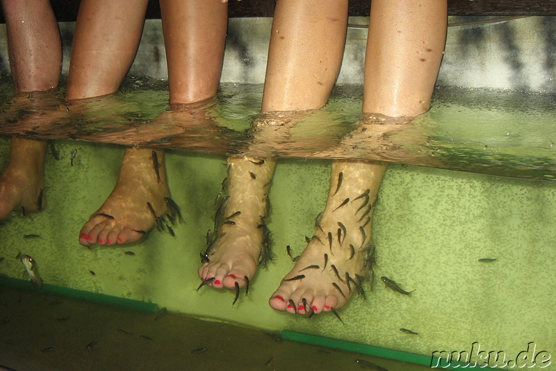 Dr. Fish, hier am Singapore Zoo, Singapur