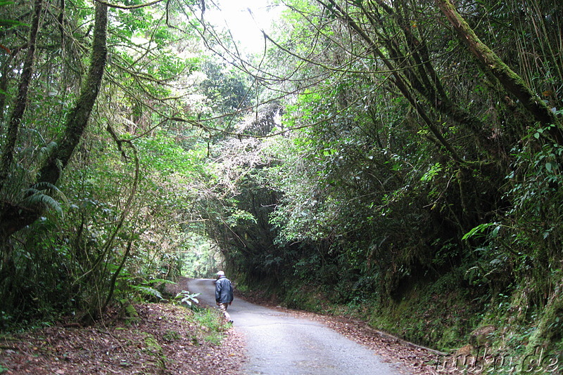 Dschungel  in den Cameron Highlands, Malaysia