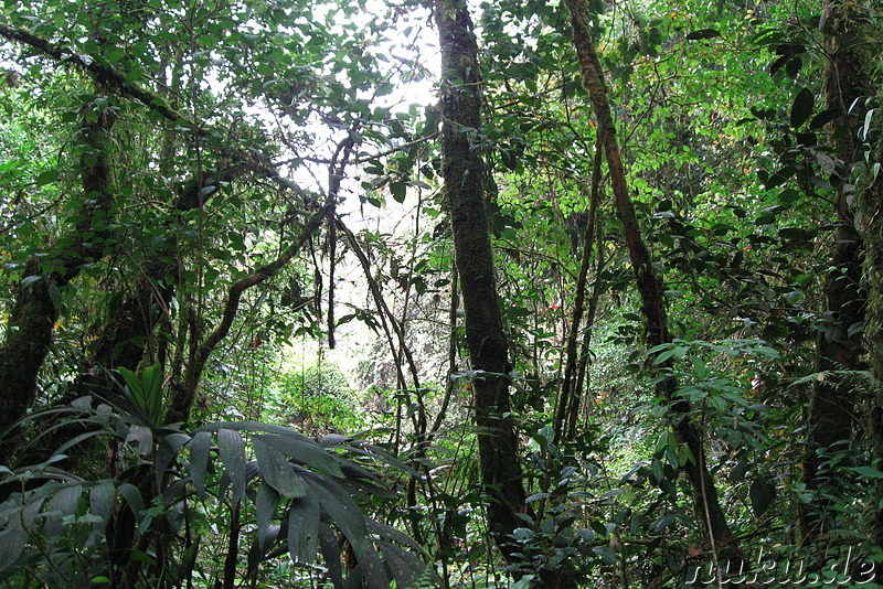 Dschungel  in den Cameron Highlands, Malaysia