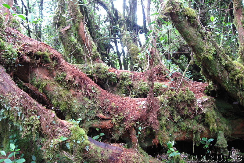 Dschungel  in den Cameron Highlands, Malaysia