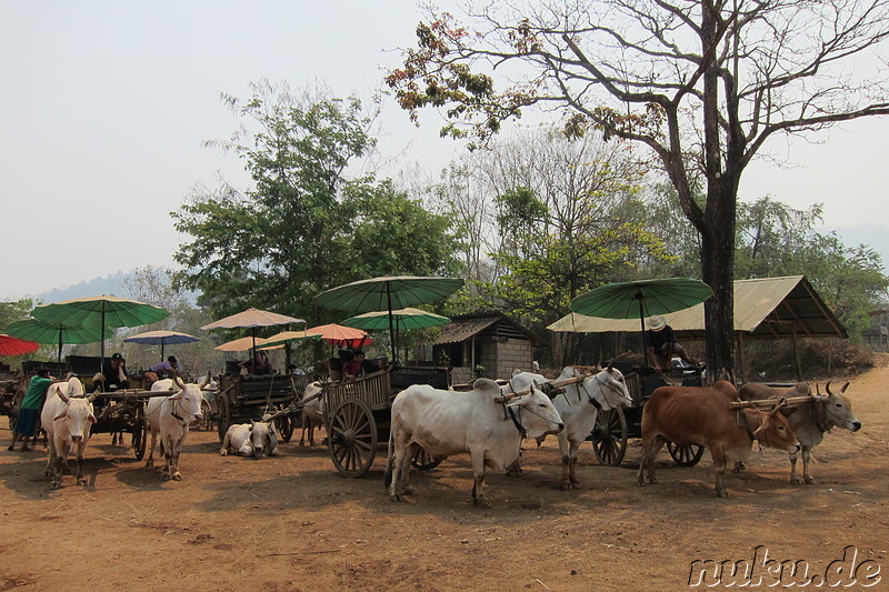 Fahrt im Ochsenkarren in Chiang Mai, Thailand