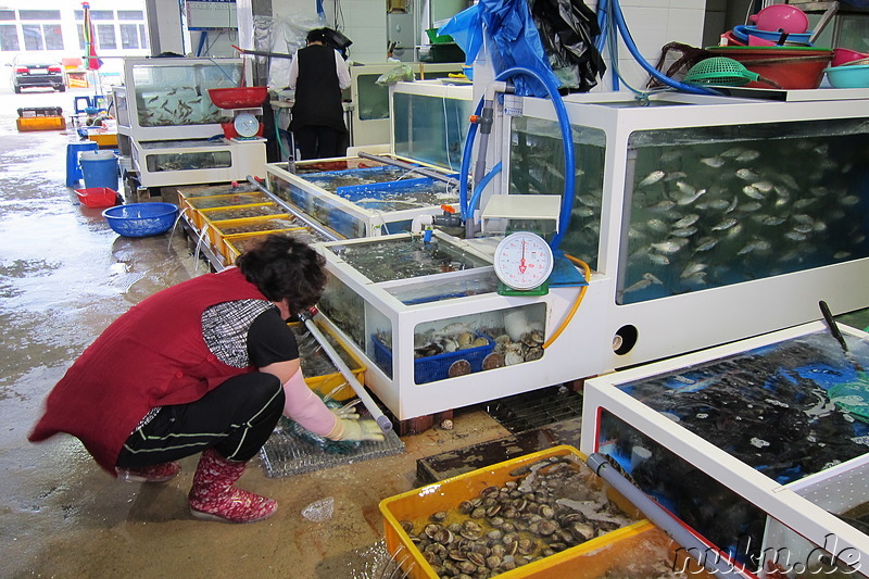 Fischmarkt in Gyeokpo, Jeollabukdo, Korea