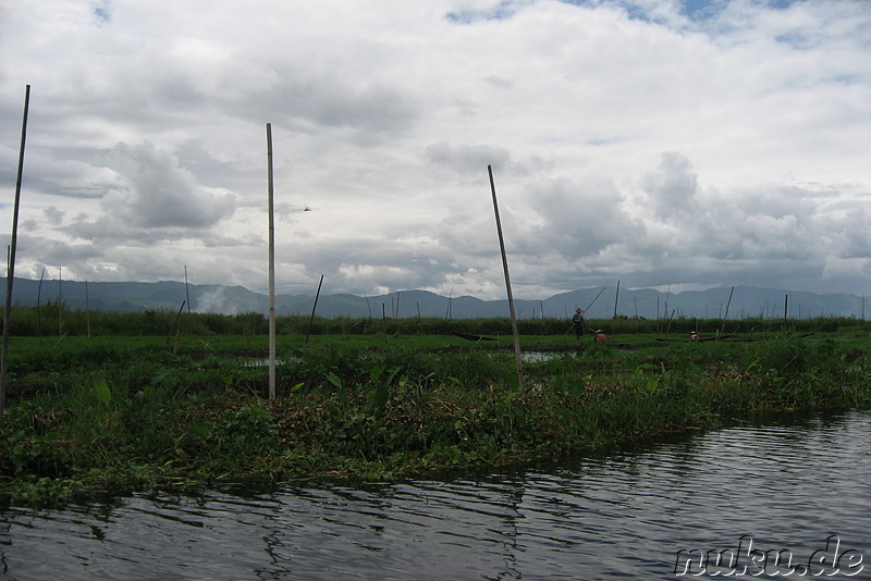 Floating Gardens auf dem Inle Lake, Myanmar